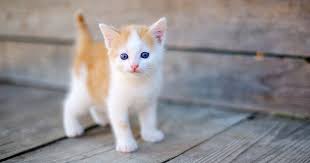 قطة